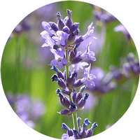 Lavandula