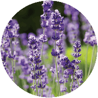 Lavandula
