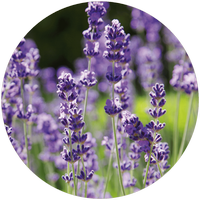 Lavandula