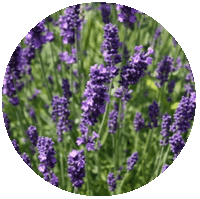 Lavandula