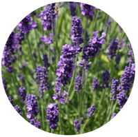 Lavandula