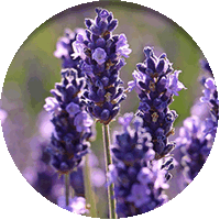 Lavandula Angustifolia