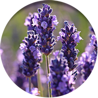 Lavandula Angustifolia