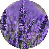 Lavandula