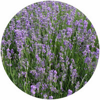 Lavandula