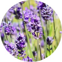 Lavandula