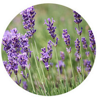 Lavandula Intermedia