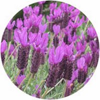 Lavandula Stoechas