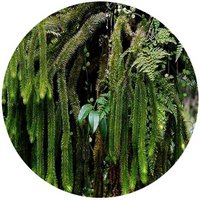 Lycopodium Sqarrosum