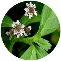 Lippia Nodiflora - Phyla Nodiflora