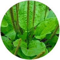 Llanten Mayor-Plantago Major