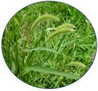 Llanten Mayor-Plantago Major