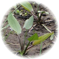 Alisma Plantago-Aquatica