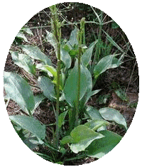 Alisma Plantago-Aquatica