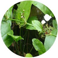 Alisma Plantago-Aquatica