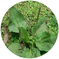 Plantago Asiatica