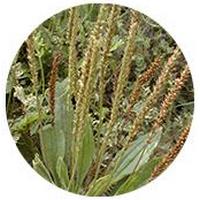 Plantago Asiatica