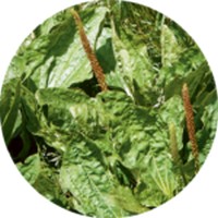 Llanten Mayor - Plantago Major