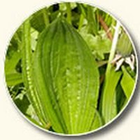 Llanten Mediano-Plantago Media