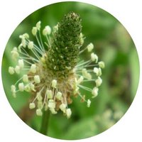 Llanten Menor-Plantago Lanceolata