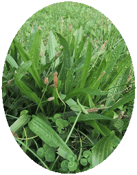 Plantago Lanceolata