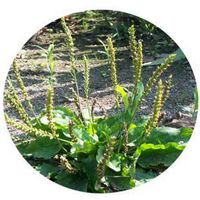 Plantago Ovata - Ispaghul