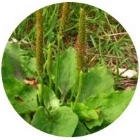 Plantago - Plantain