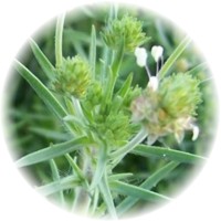 Llanten-zaragatona - Plantago Psyllium