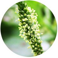 Llanten-zaragatona - Plantago Psyllium