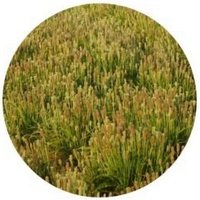 Llanten-zaragatona - Plantago Psyllium
