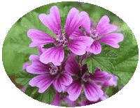 Malva Silvestris - Mallow