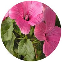 Lavatera Trimestris - Malva Basta