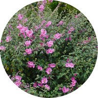 Lavatera - Malva