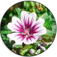 Malvavisco: Althea Officinalis - Marshmallow