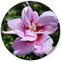 Malvavisco: Althea Officinalis - Marshmallow