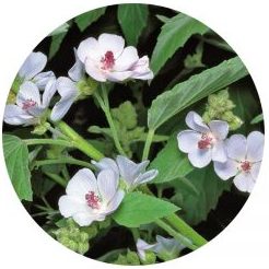 Malva Silvestris - Marshmallow