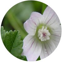 Malva Silvestris - Mallow