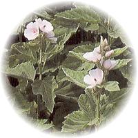 Malva Silvestris - Mallow