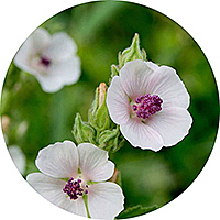 Malva Silvestris - Mallow