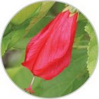 Malvaviscus Arboreus