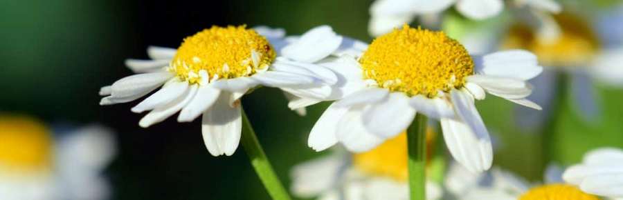Manzanilla - Matricaria