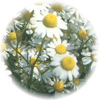 Matricaria Chamomilla