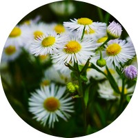 Matricaria - Chamomilla