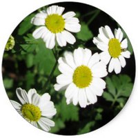 Matricaria Recutita