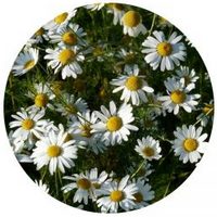 Matricaria Recutita
