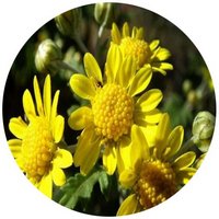 Matricaria - Chamomille