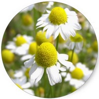 Matricaria - Chamomille