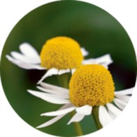 Chamomille