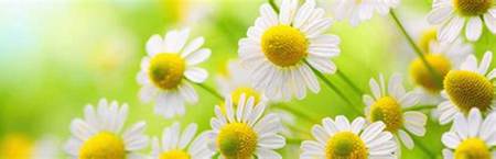 Manzanilla - Camomila