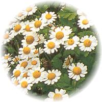 Anthemis Arvensis